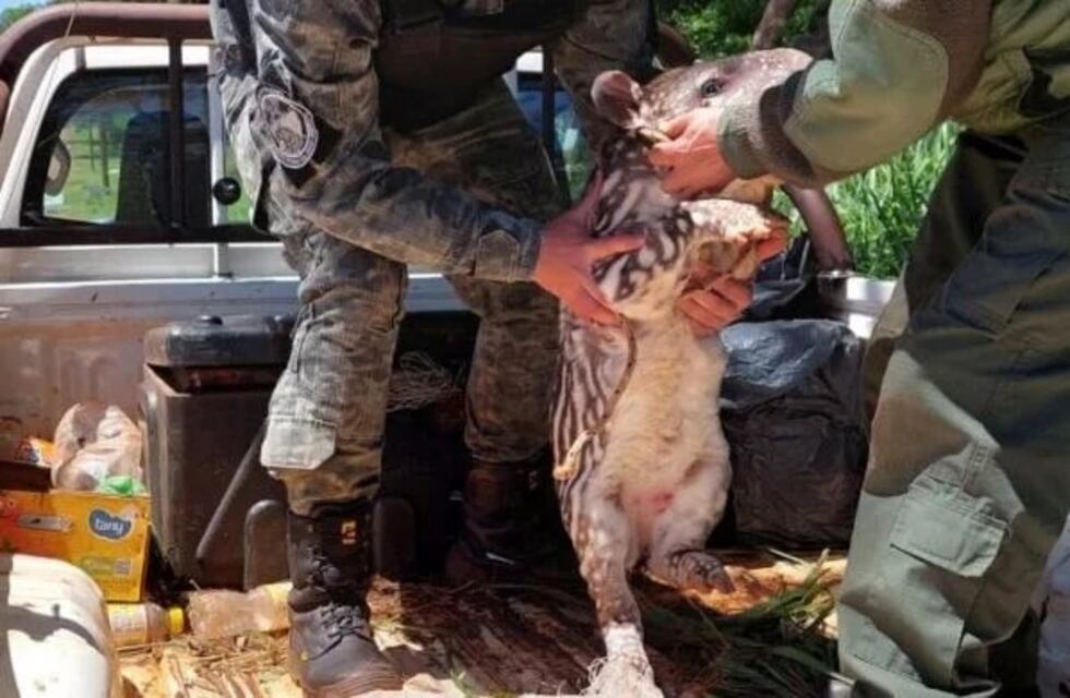 Mado: salvaron a una cría de tapir que era acechada por cazadores