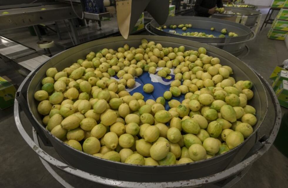 En junio realizarán el primer envío simbólico de limones a EE.UU. tras levantarse la restricción a las exportaciones