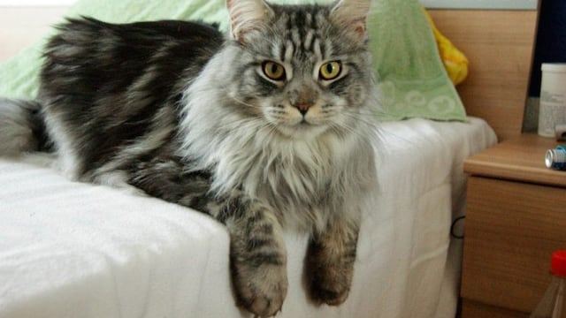 La extraña raza de gato \