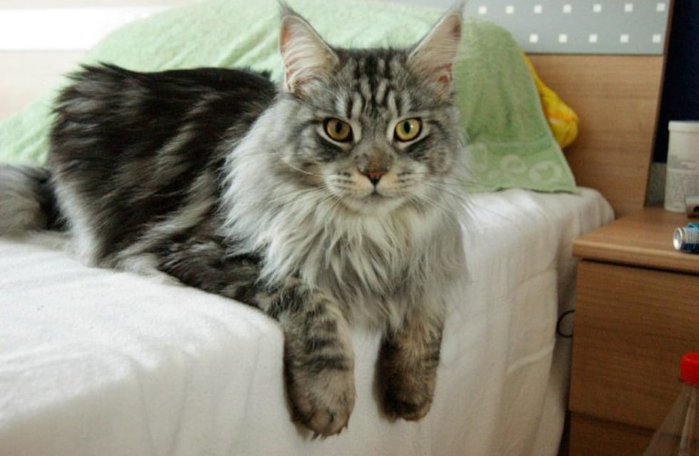 La extraña raza de gato "Maine Coon" que enamora a todos