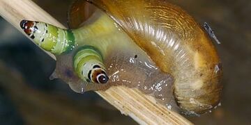 Caracol viral (Foto: Twitter)