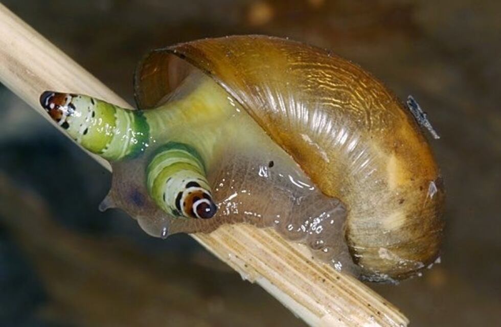 El caracol multicolor que está infectado y causa furor en las redes
