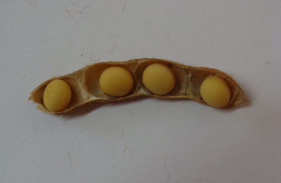 Científicos rosarinos obtuvieron una nueva variedad de soja con vainas de cuatro semillas