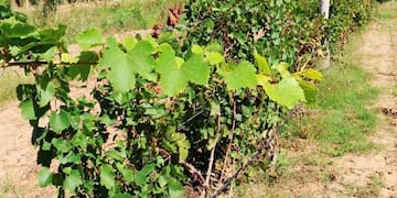 Viñedos en el norte pampeano (APN)