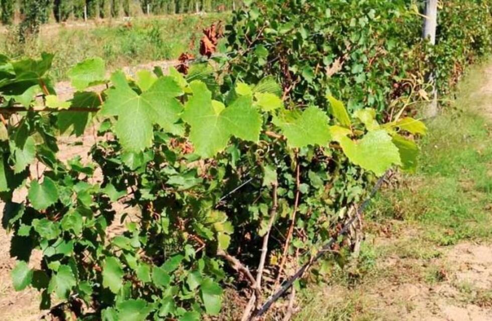 Una exitosa prueba con viñedos en el norte pampeano produjo 200 litros de vino