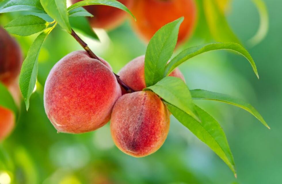 Brindarán una charla Pro Huerta en Unquillo