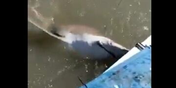 Denuncian la pesca ilegal de tiburones en la ría bahiense