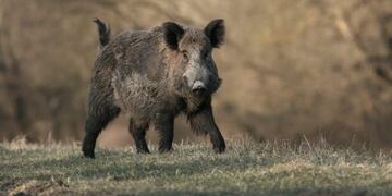 Alerta en Bariloche por el aumento de la población de jabalíes