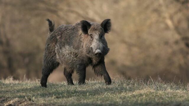 Alerta en Bariloche por el aumento de la población de jabalíes