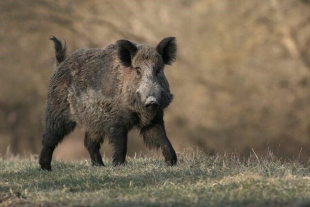 Alerta en Bariloche por el aumento de la población de jabalíes