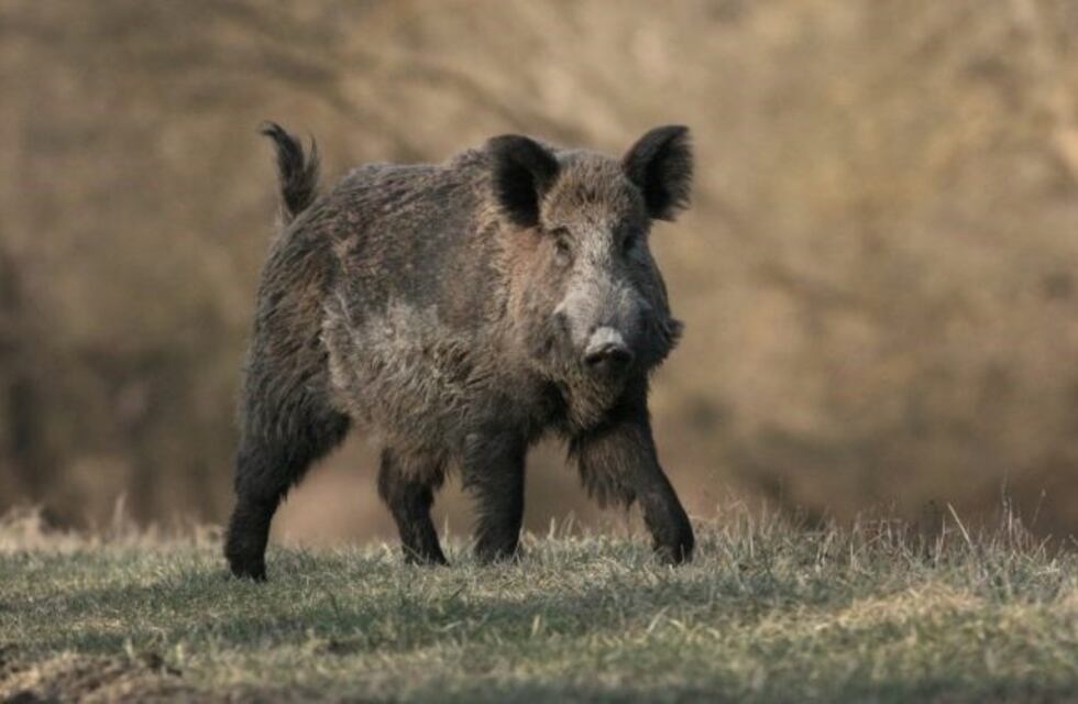 Invasión de jabalíes causa preocupación en la Patagonia