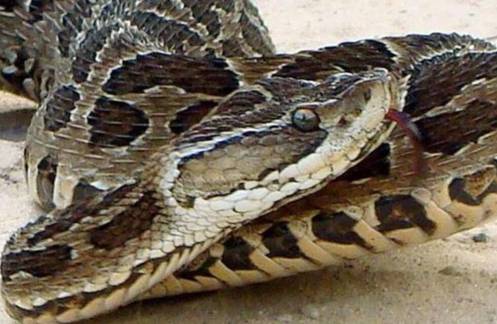 Falleció 'Tama', la perrita atacada por una yarará en El Challao