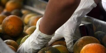 Pasó al Senado la declaración de emergencia citrícola de Entre Ríos