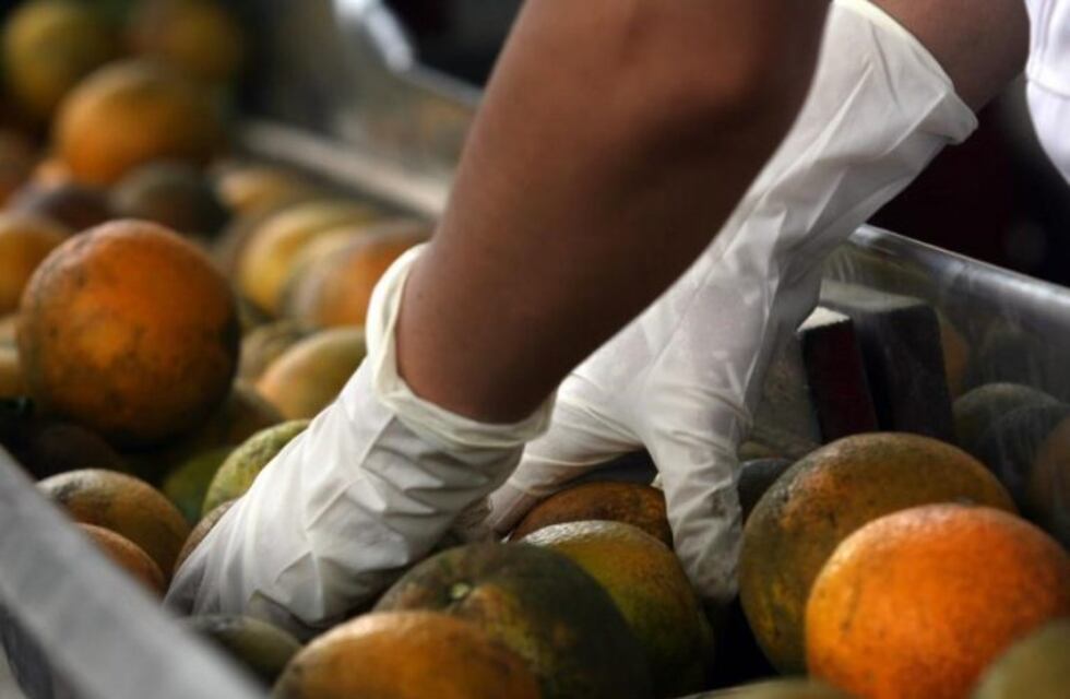 Pasó al Senado la declaración de emergencia citrícola de Entre Ríos