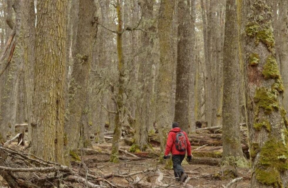 El gobierno de Tierra del Fuego avanza en la gestión sostenible del bosque nativo
