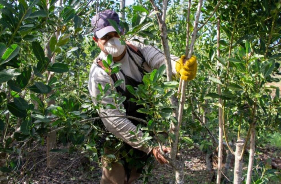 Medirán la capacidad productiva de las 165.200 hectáreas de plantaciones de yerba mate