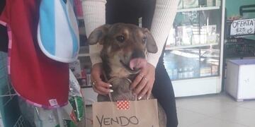 Norberto, el perrito que vende busos para pagar su quimioterapia\u002E