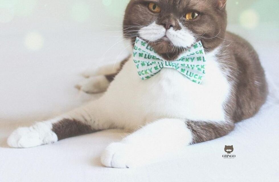 Las divertidas fotos de un gato gruñón que son furor en las redes sociales