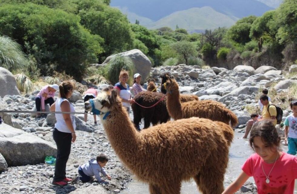 Crece el trekking con llamas en Catamarca