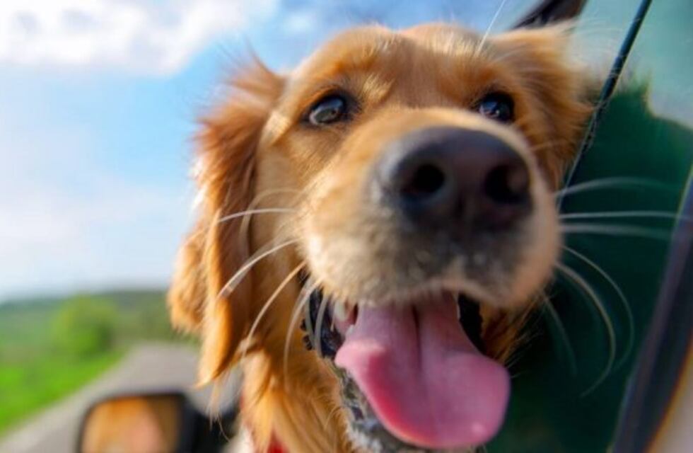 Llega el calor a Carlos Paz: cómo prevenir a nuestras mascotas de las pulgas y garrapatas