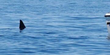 Un tiburón sorprendió a todos en Santa Clara del Mar\u002E