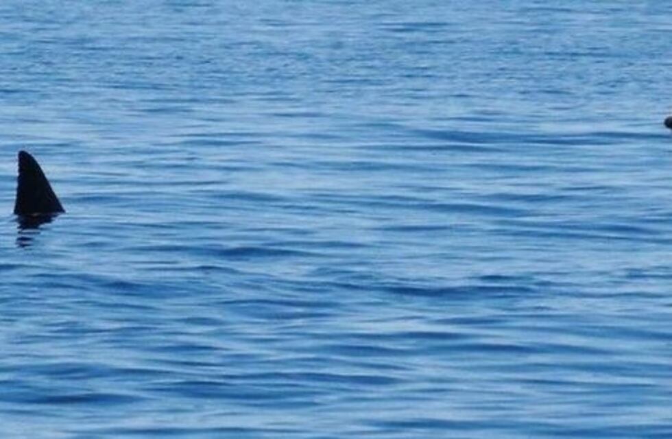 Un tiburón fue visto en las orillas de una playa de Santa Clara del Mar