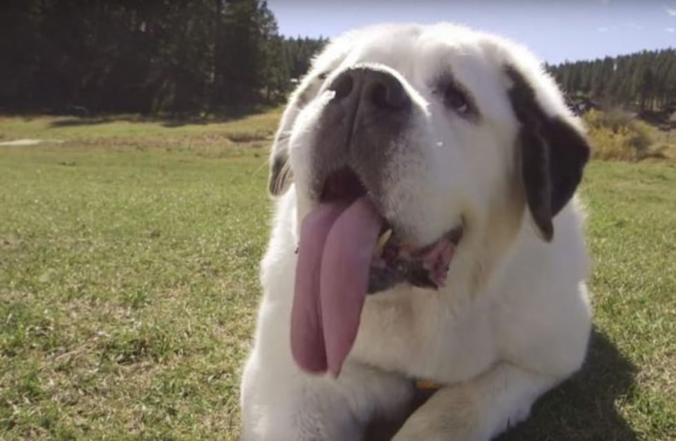 Mochi, el perro con la lengua más larga del mundo