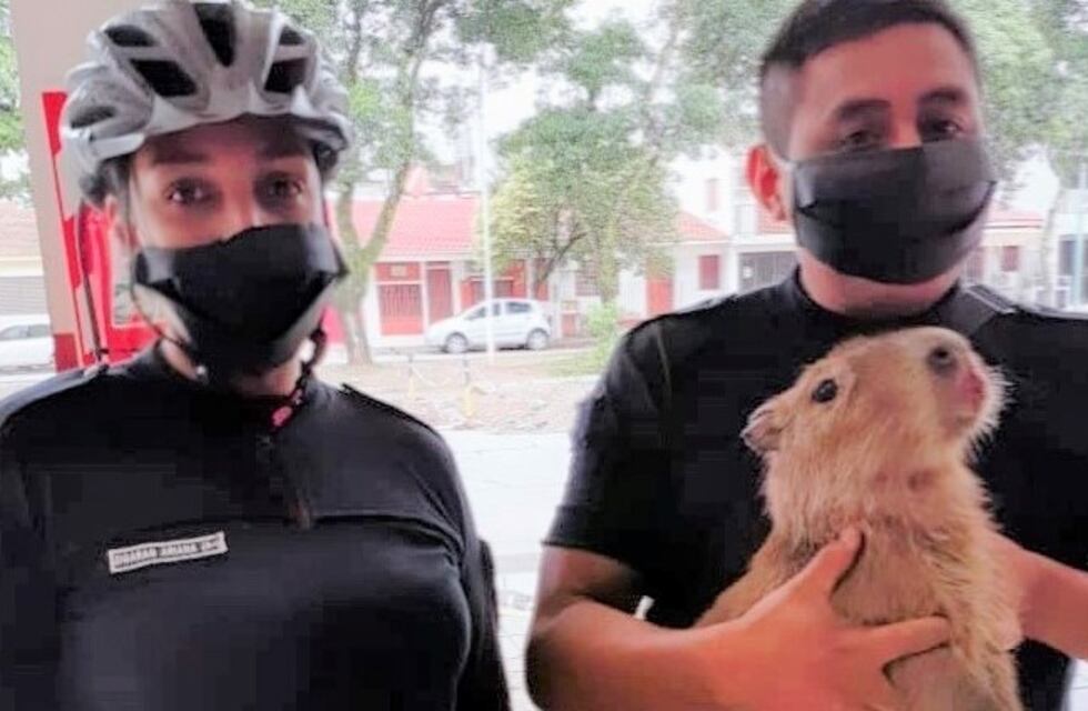 Un carpincho salió de las yungas y paseó tranquilo por las calles de Libertador