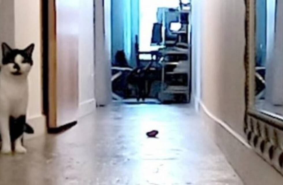 Quiso saber qué hace su gato cuando se queda solo y el resultado se hizo viral