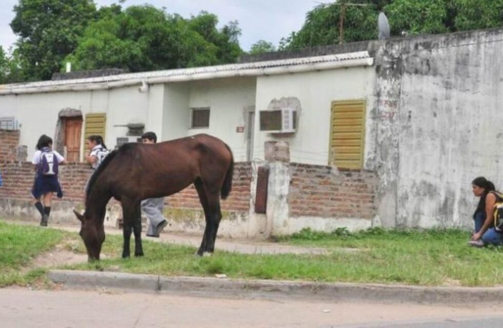 Quiso correr a un caballo que estaba en su vereda y en animal la pateó: está muy grave