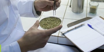 La yerba mate analizada en laboratorio\u002E
