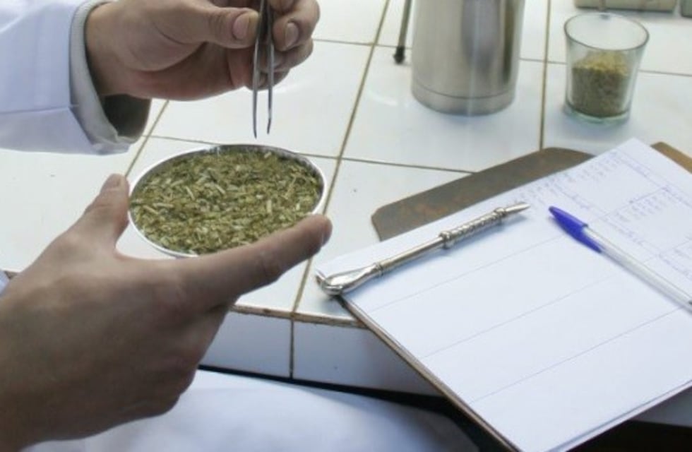 Controlan el ingreso de la yerba mate importada e inspeccionan el producto en molinos yerbateros