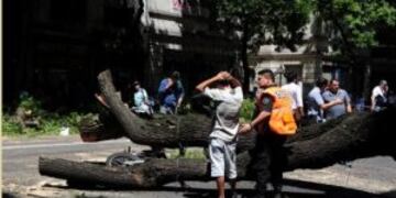 Arbol avenida Entre Rios