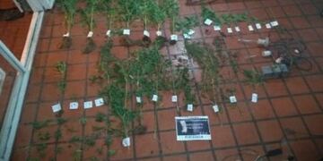 Encuentran 54 plantines de marihuana en una casa en Salta