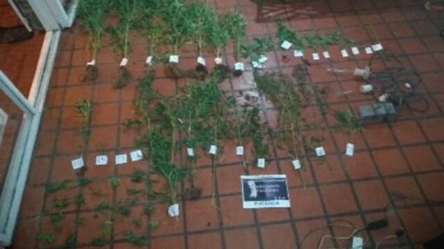 Encuentran 54 plantines de marihuana en una casa en Salta