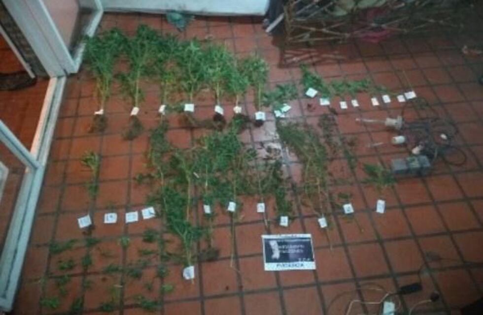 Fueron a apagar un incendio en un departamento y encontraron más de 50 plantines de marihuana