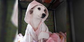 Rosita, la perra que había sido despellejada en Río Cuarto, se recuperó, está fuera de peligro y cientos de personas quieren adoptarla\u002E (Edecom)