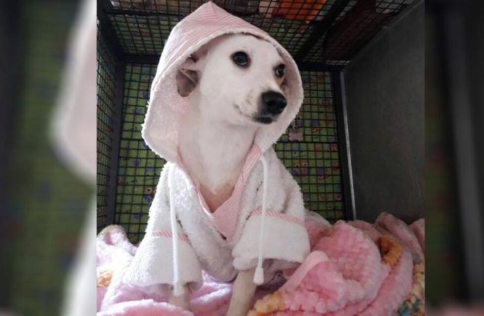 Rosita, la perra que fue despellejada se recuperó y tiene 300 candidatos para adoptarla