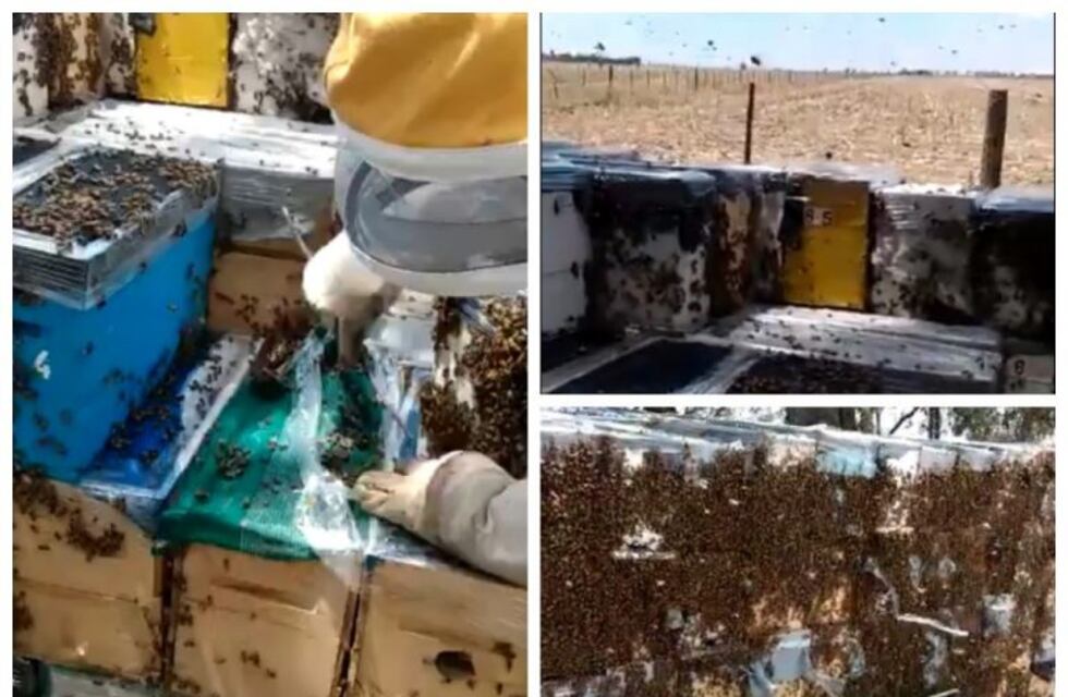 Apicultor mendocino perdió un cargamento de abejas por las demoras en San Luis