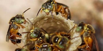 Meliponario público en Capioví, el primero en la Argentina\u002E