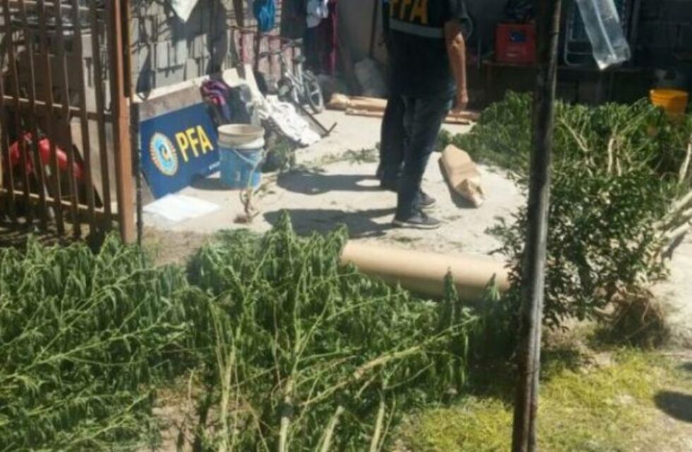Allanaban una casa por amenazas y encontraron un vivero de marihuana