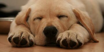 Qué hacer si tu mascota sufre un golpe de calor (WEB)