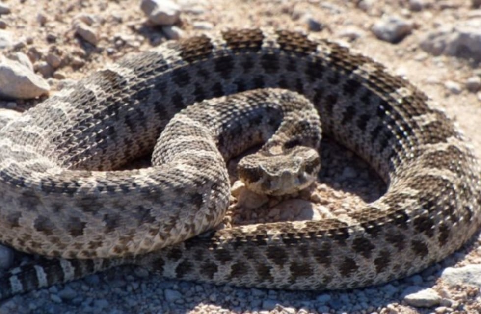 Paraná: encontró una yarará de un metro de largo debajo de su cama