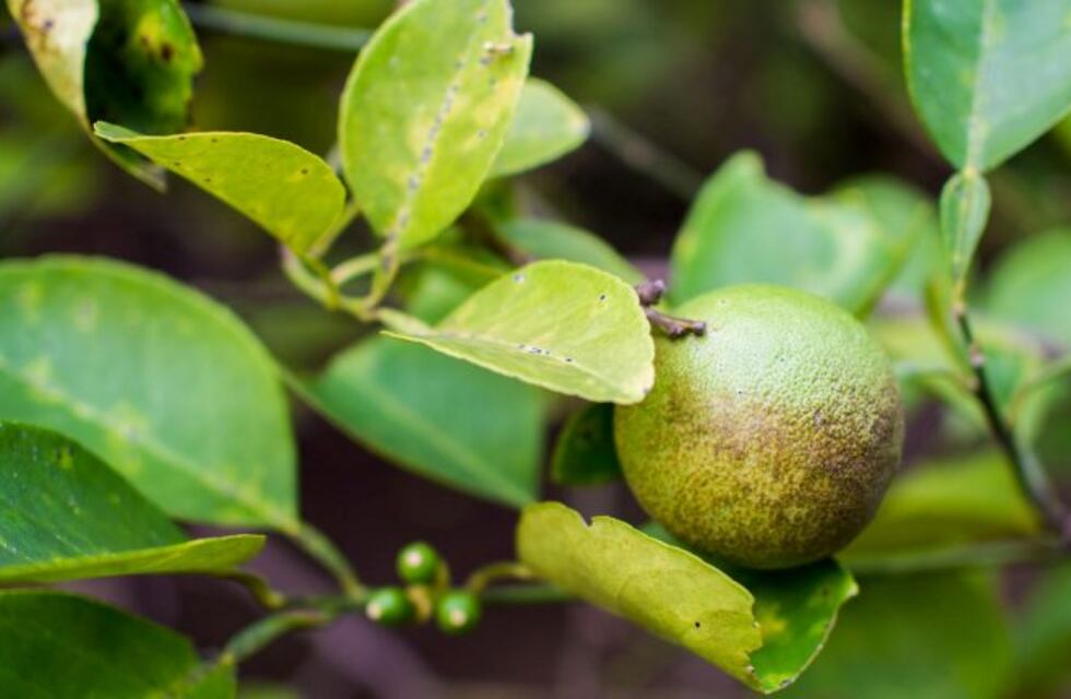 Preocupa en la región la situación del HLB