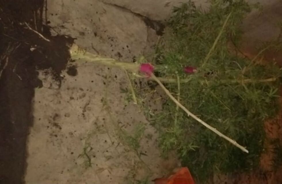 La buscaban por abuso de armas y tenía plantas de marihuana de hasta 4 metros