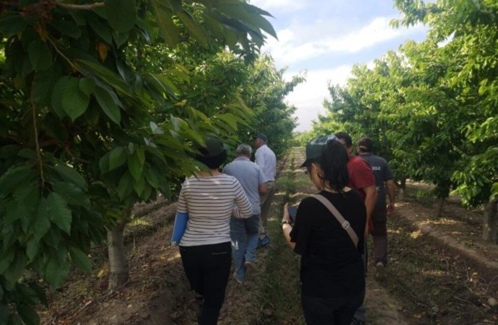 Chinos visitaron el Sur mendocino por ser un área libre de la mosca de los frutos