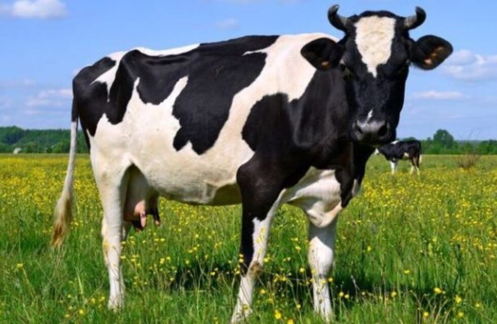 Una vaca se volvió viral porque acude todos los días a la ventana de su dueño, para recibir un abrazo de él