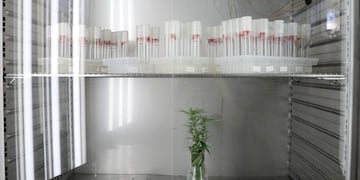 En La Rioja crean un proyecto para el "Desarrollo del Cannabis Medicinal"