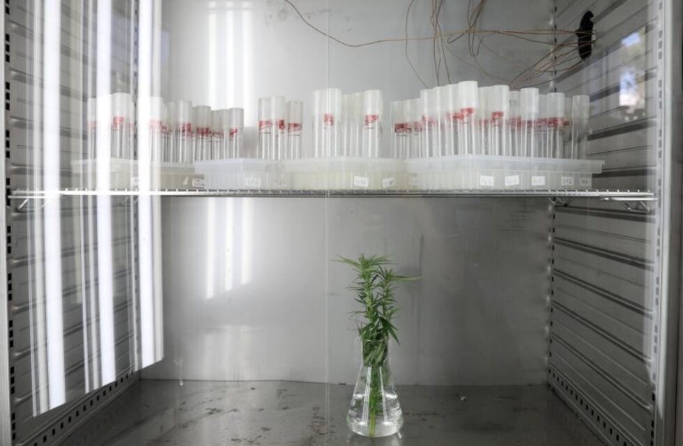 En La Rioja crean un proyecto para el "Desarrollo del Cannabis Medicinal"