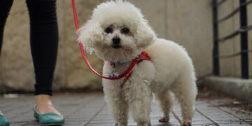Un extraño "caniche" sorprendió a un vecino